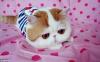 테스트 아기고양이 3