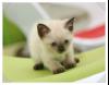 테스트 아기고양이 5-2